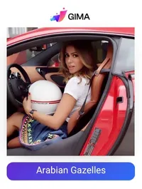 Arabian Gazelles